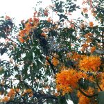 Hoa trang rừng ở đất Tây Sơn – bạn đã khám phá chưa?