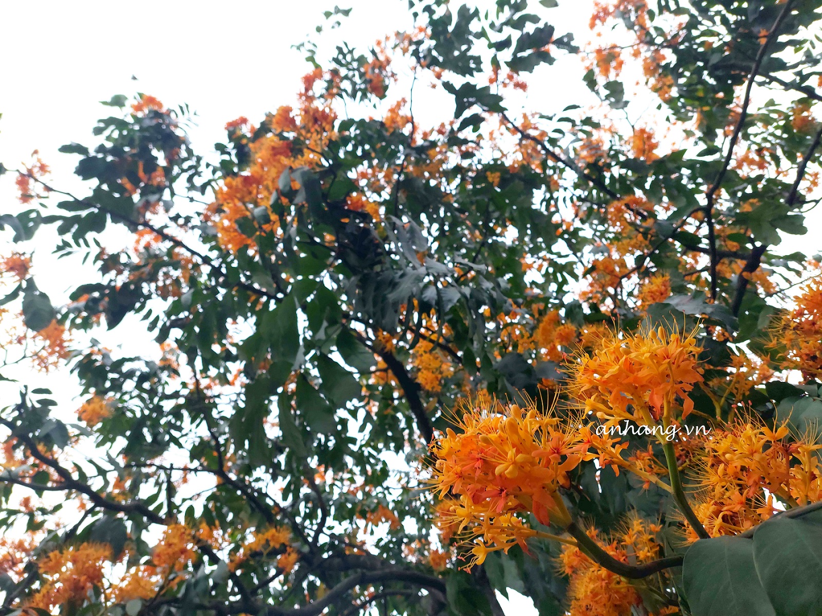 Hoa trang rừng ở đất Tây Sơn – bạn đã khám phá chưa?