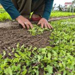 Chiều về trên cánh đồng rau Trà Quế (Hội An)